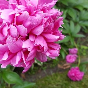 Meet your Posher, Gina